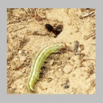 Ammophila sabulosa - Sandwespe 02h 19mm mit Forleulen-Raupe - Panolis flammea.jpg